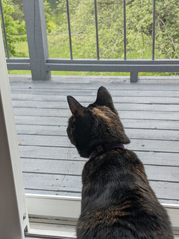 Local Cat Door Installation in Menlo Park, CA