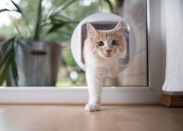 Cat Door Installation Service