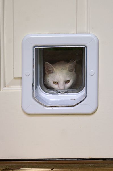 Pet Door Replacement Service